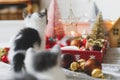 Adorable two kittens playing with christmas star, tree decorations and ornaments in lights Royalty Free Stock Photo