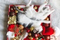 Adorable two kittens sleeping on cozy santa hat with red and gold baubles in christmas box