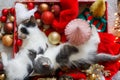 Adorable two kittens sleeping on santa hat with red and gold ornaments in festive box, top view