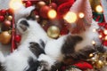 Adorable two kittens sleeping on santa hat with red and gold ornaments in festive box, top view