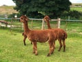 Adorable two young brown Huacaya alpacas in a green Irish farm