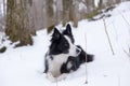 Adorable unleashed border collie dog lying with snow on its nose and alert expression