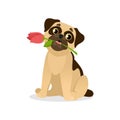 Adorable vector illustration of a cute pug dog holding a rose as a present