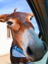 Adorable vertical photo of donkeys head looking into the car through opened car window. Taken in Karpaz Peninsula, Turkish Royalty Free Stock Photo