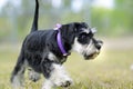 Cute black silver Miniature Schnauzer puppy dog exploring outdoors