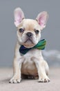 Adorable young lilac fawn colored French Bulldog dog puppy wearing a bow tie sitting in front of gray wall Royalty Free Stock Photo