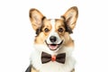 Adorable welsh corgi breed dog wearing a bow tie in front of a white background.