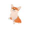 Adorable Welsh Corgi Dog gives a paw. Cartoon doggy sitting vector illustration on white background. Dog training