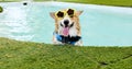 Adorable welsh corgi dog smile face wear yellow sunglasses in swimming pool at weekend