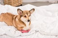 Adorable welsh corgi lying on bed with pink joystick