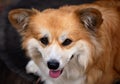 Adorable Welsh Corgi Pembroke close up portrait, top view. Red Fluffy Corgi Portrait.