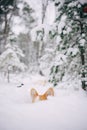 Adorable welsh corgi pembroke puppy playing in snowy winter forest