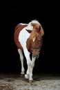 Adorable welsh skewbald pony lifting his leg