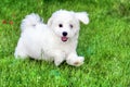 Adorable white Bichon Frise puppy playing in grass