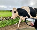 An adorable white & black cow walking on country road