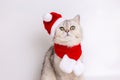 Adorable white british cat, sits in the red cap of Santa Claus and red scarf Royalty Free Stock Photo