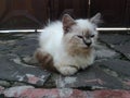 adorable white and brown kitten on the floor