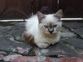 adorable white and brown kitten on the floor