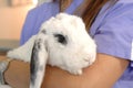 Adorable White Bunny with Long Ears Ready for Adoption