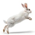 Adorable White Bunny Rabbit Jumping Fluffy Pet Easter Spring Royalty Free Stock Photo