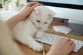 Adorable white cat lying on keyboard and distracting owner from work, closeup Royalty Free Stock Photo