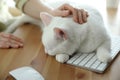 Adorable white cat lying on keyboard and distracting owner from work, closeup Royalty Free Stock Photo