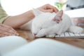 Adorable white cat lying on keyboard and distracting owner from work, closeup Royalty Free Stock Photo