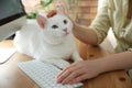 Adorable white cat lying near keyboard on table and distracting owner from work, closeup Royalty Free Stock Photo