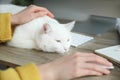 Adorable white cat lying near keyboard on table and distracting owner from work, closeup Royalty Free Stock Photo