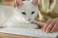 Adorable white cat lying near keyboard on table and distracting owner from work, closeup Royalty Free Stock Photo