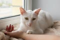 Adorable white cat with wide open green eyes is lying on a pink blanket near to the window and holding hand of its owner. Royalty Free Stock Photo