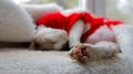 An adorable white Devon Rex kitten is napping in a red sweater on a windowsill, curled up with its little paws extended Royalty Free Stock Photo