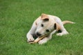 Adorable white dog chewing big bone on grass Royalty Free Stock Photo