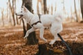 Adorable white dog jumping from stump in sunny autumn woods. Cute mixed breed swiss shepherd puppy