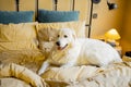Adorable white dog lying on bed