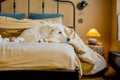 Adorable white dog lying on bed