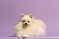 a white dog is sitting on a purple surface in the room