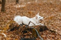 Adorable white dog sitting on stump among autumn leaves in sunny woods. Cute swiss shepherd puppy