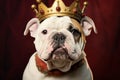 Adorable white English bulldog pup with a regal red velvet crown