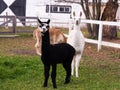 Adorable white-faced black coloured young alpaca standing in front of other animals in soft focus background