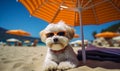 Adorable white fluffy dog lounging under an orange striped umbrella on a sandy beach, wearing sunglasses, epitomizing summer chill Royalty Free Stock Photo