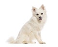German spitz klein sitting and looking at camera on white background Royalty Free Stock Photo