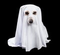 Adorable White Ghost Dog In Black Background. Halloween Party Theme. Happy Halloween