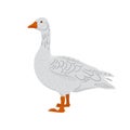 Adorable white goose isolated on white background. Farm domestic birds. Vector illustration of a farm animals in a flat Royalty Free Stock Photo