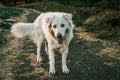 Adorable white Great Pyrenees dog standing on a dirt path in the wilderness Royalty Free Stock Photo