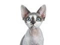 Adorable white with grey spots Devon Rex cat kitten on white background