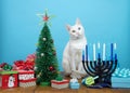 White curious cat with heterochromia eyes sitting between Christmas and Hanukkah decorations