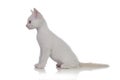Adorable white kitten looking at side Royalty Free Stock Photo