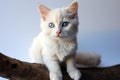 Adorable white kitten showcases irresistible charm with captivating blue eyes.
