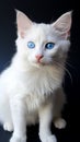 Adorable white kitten showcases irresistible charm with captivating blue eyes.
